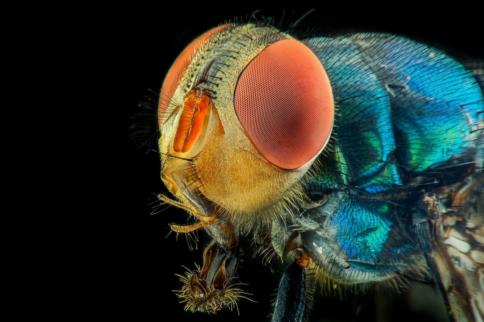 Karasinek İlaçlama